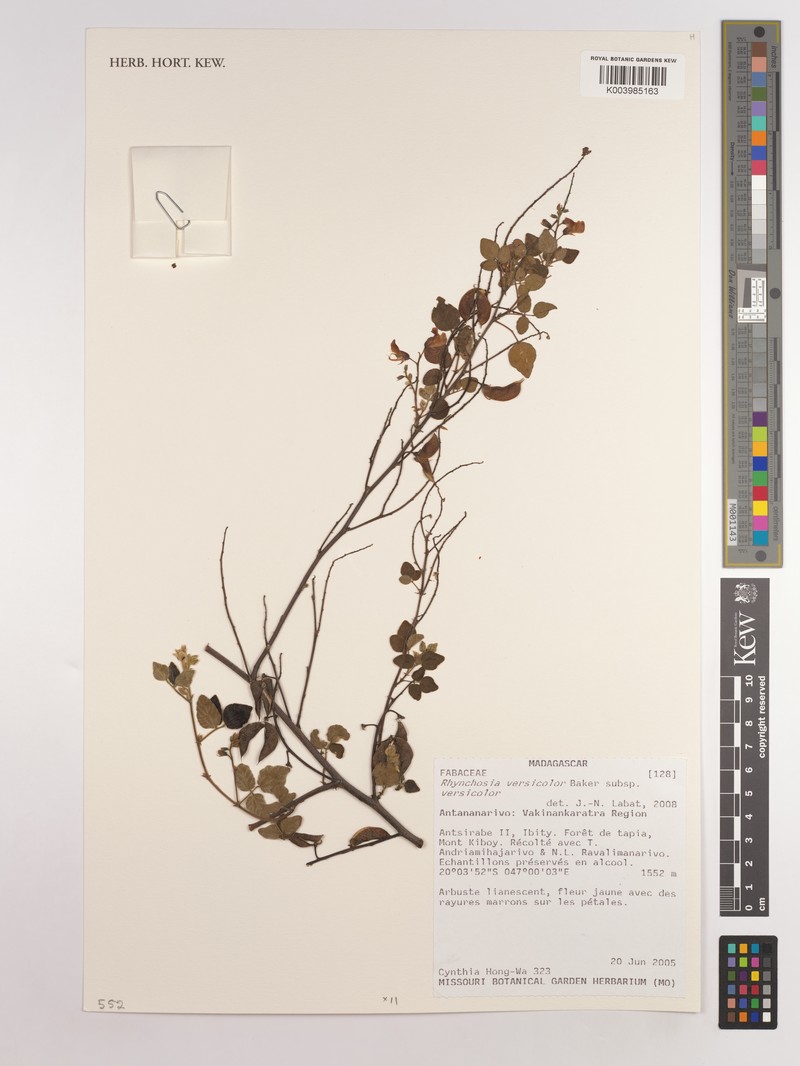 Rhynchosia versicolor subsp. versicolor