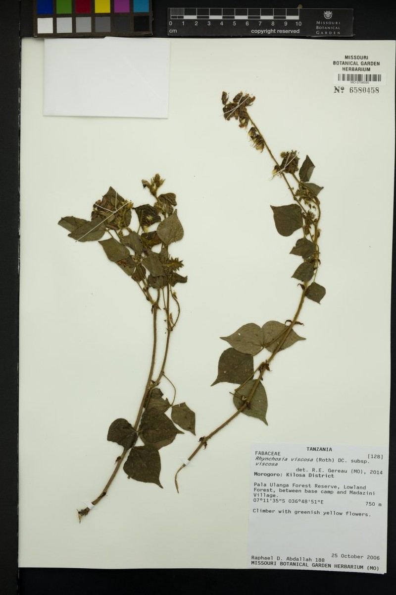 Rhynchosia viscosa subsp. viscosa