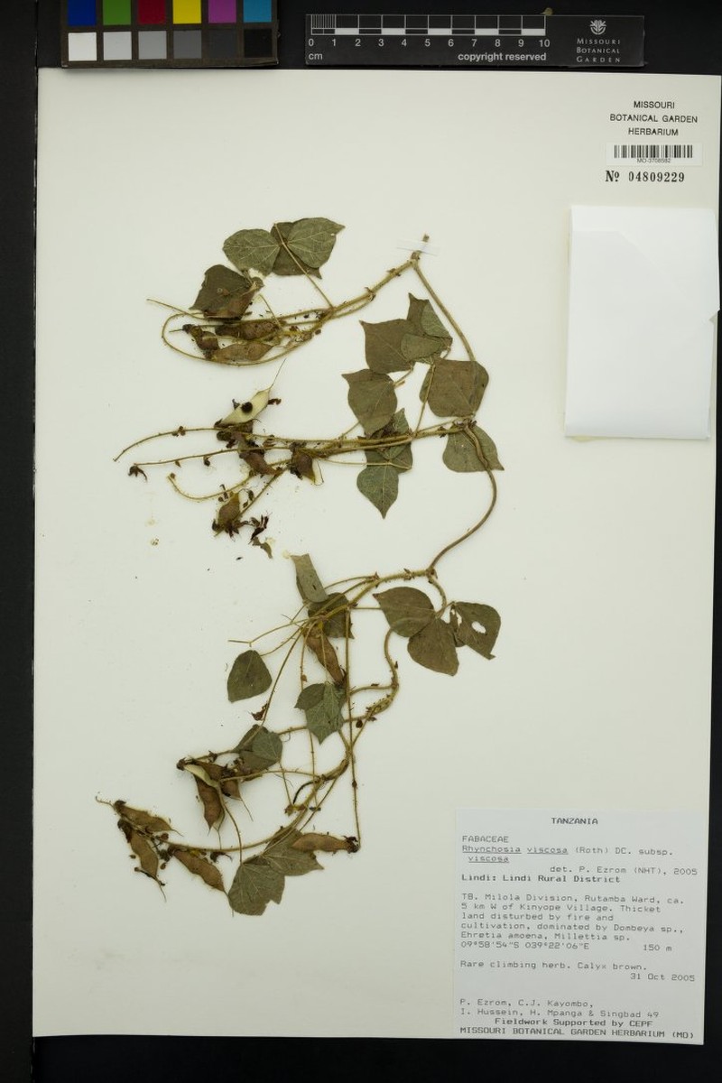 Rhynchosia viscosa subsp. viscosa photo 2