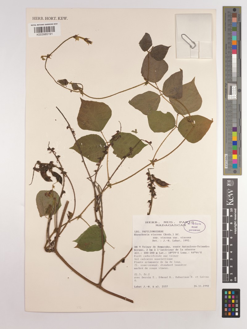 Rhynchosia viscosa subsp. viscosa photo 3