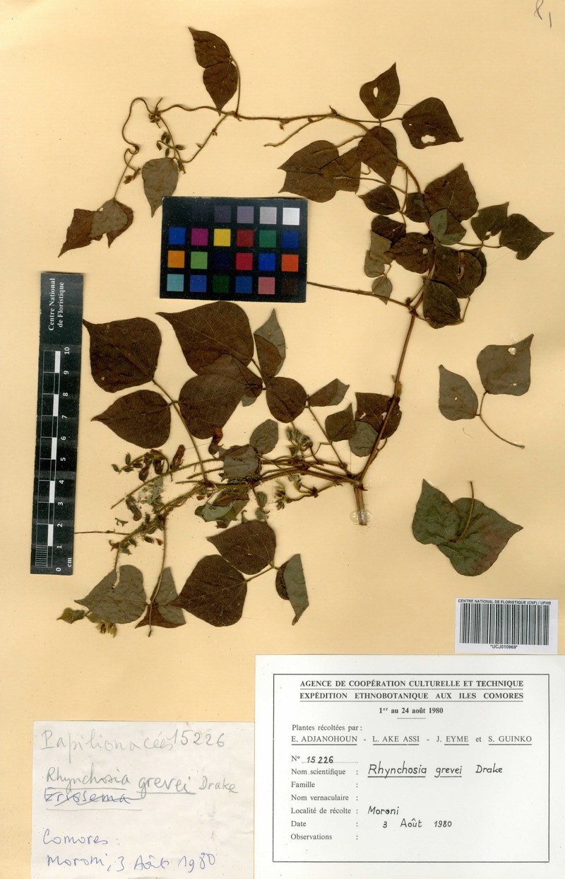Rhynchosia viscosa subsp. viscosa photo 4