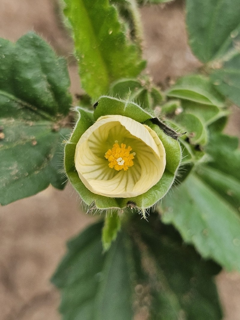 Buffpetal photo 2