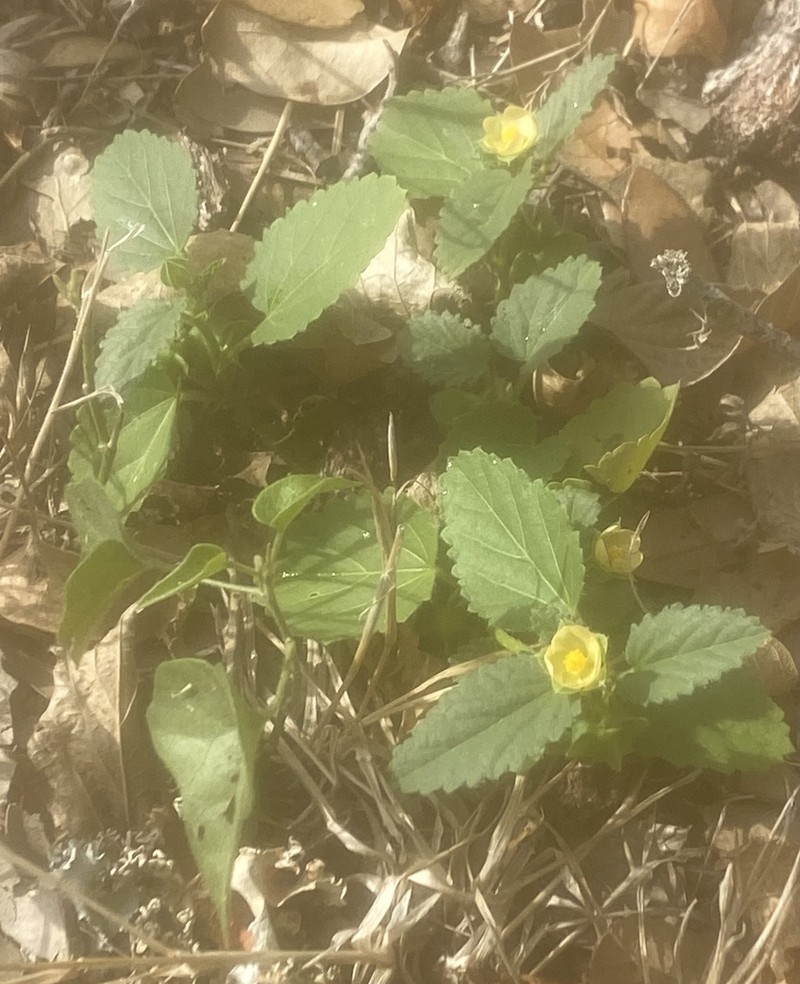 Buffpetal photo 4