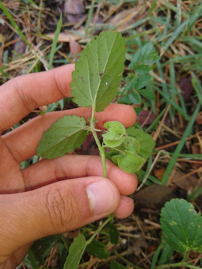 Buffpetal photo 5