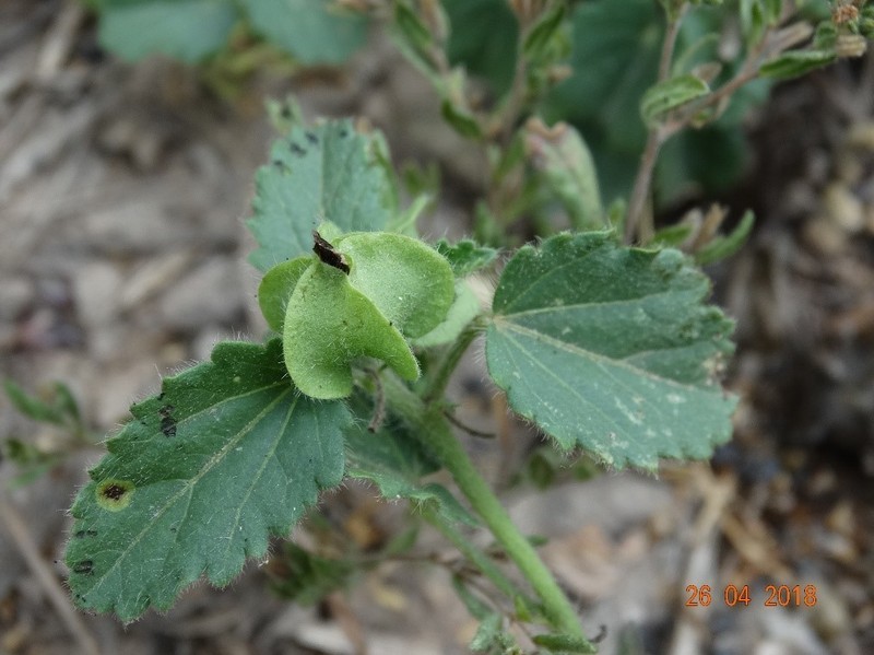 Buffpetal photo 8