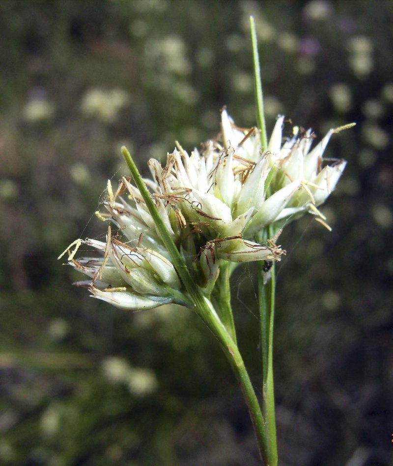 White Beaksedge