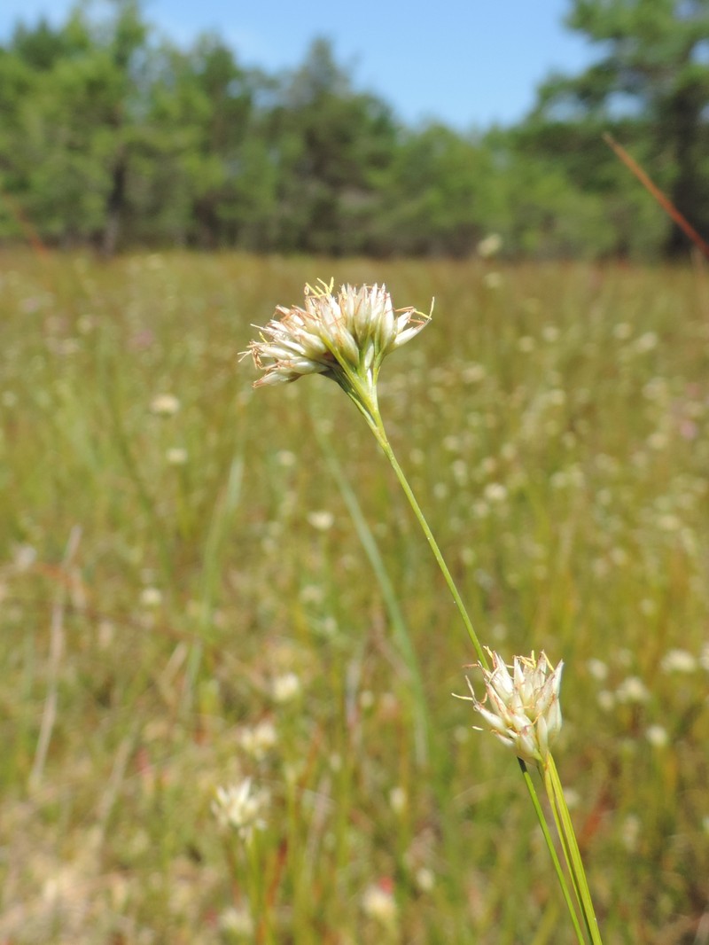 White Beaksedge photo 2