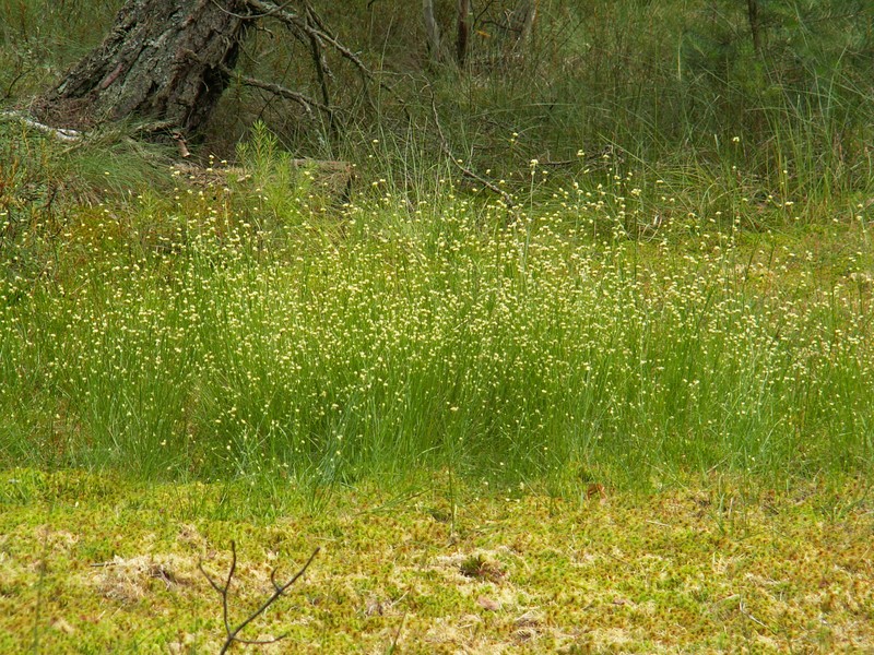 White Beaksedge photo 4