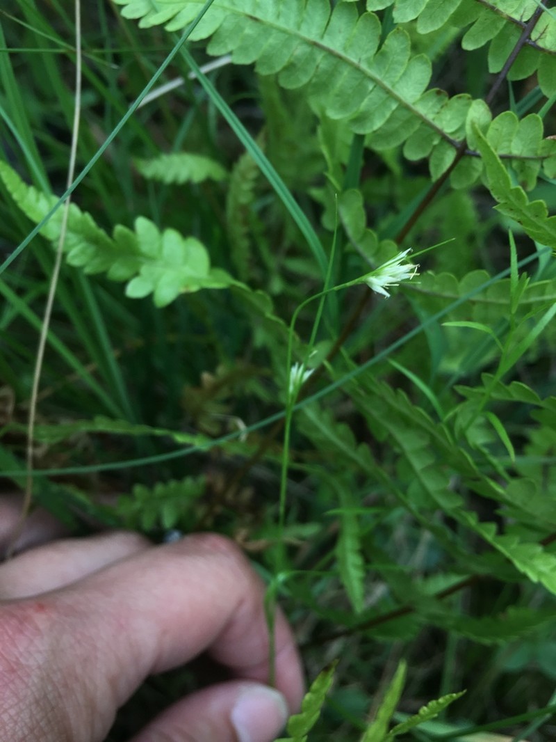 White Beaksedge photo 3