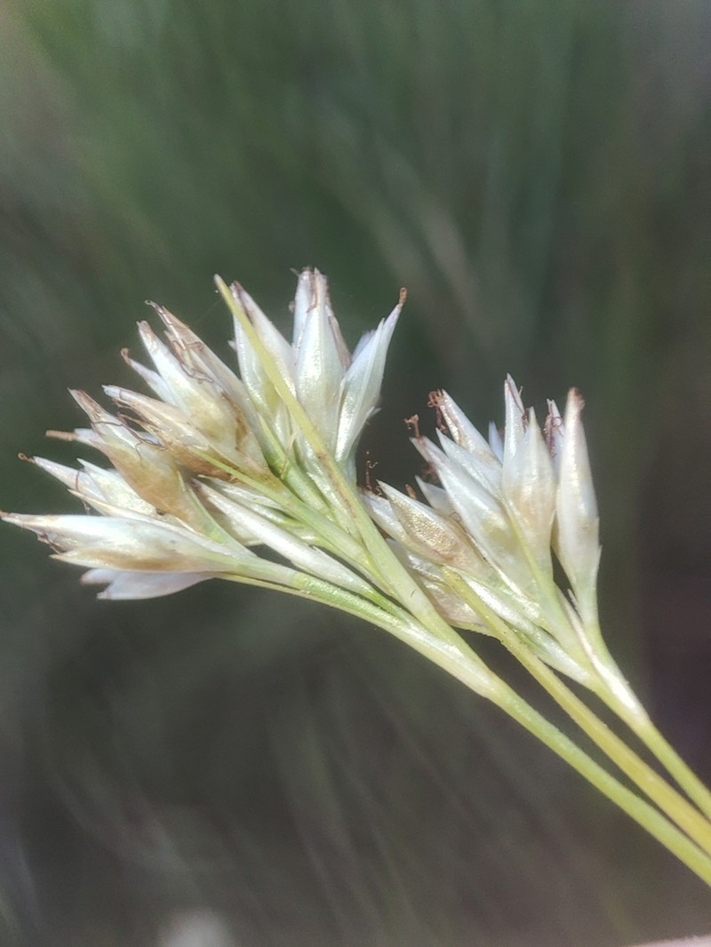 White Beaksedge photo 4