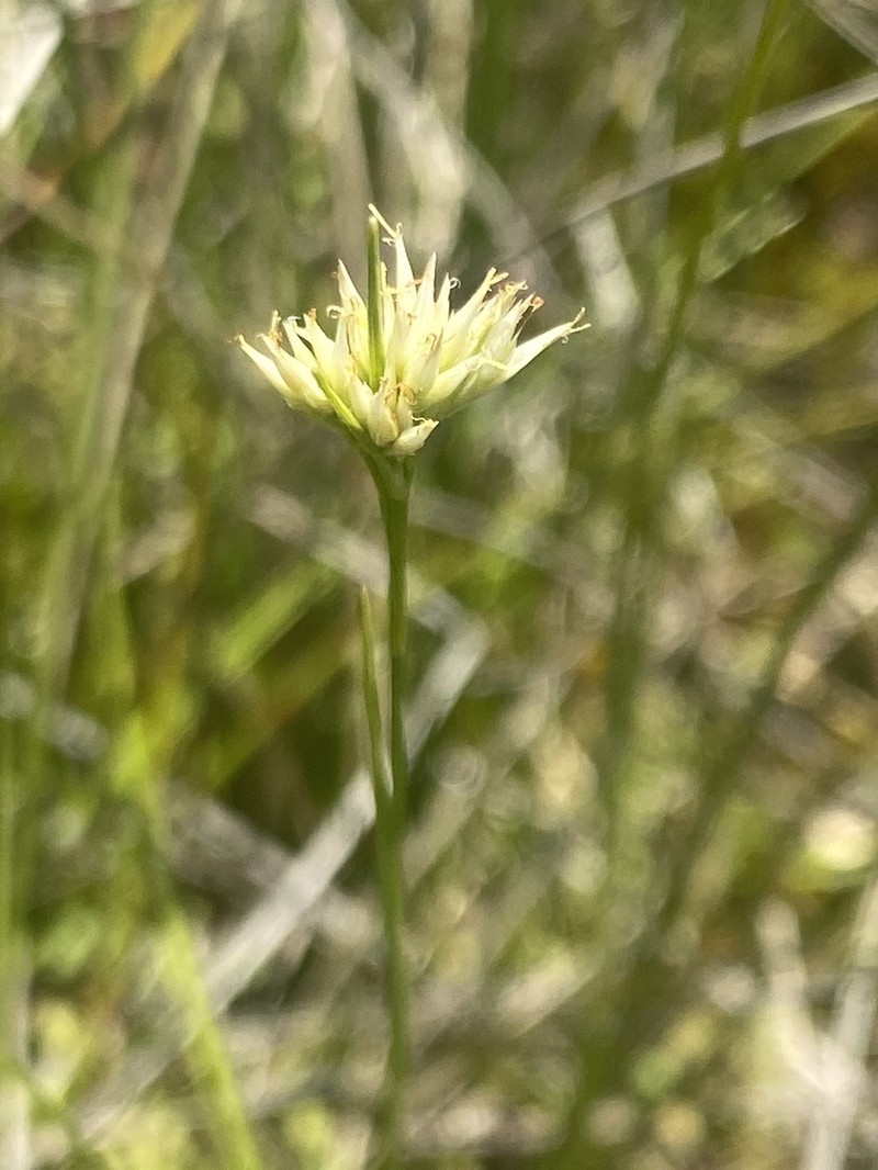 White Beaksedge photo 5