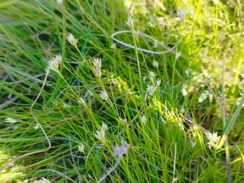 White Beaksedge photo 6