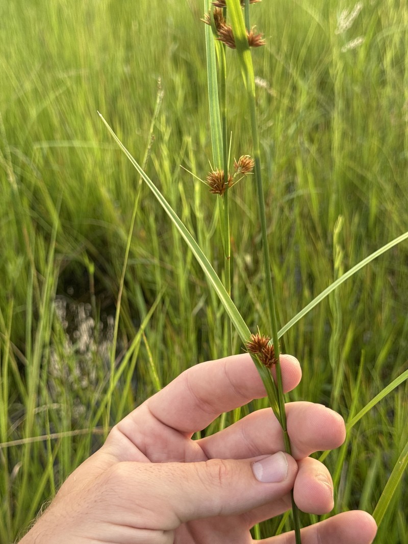 Rhynchospora angusta