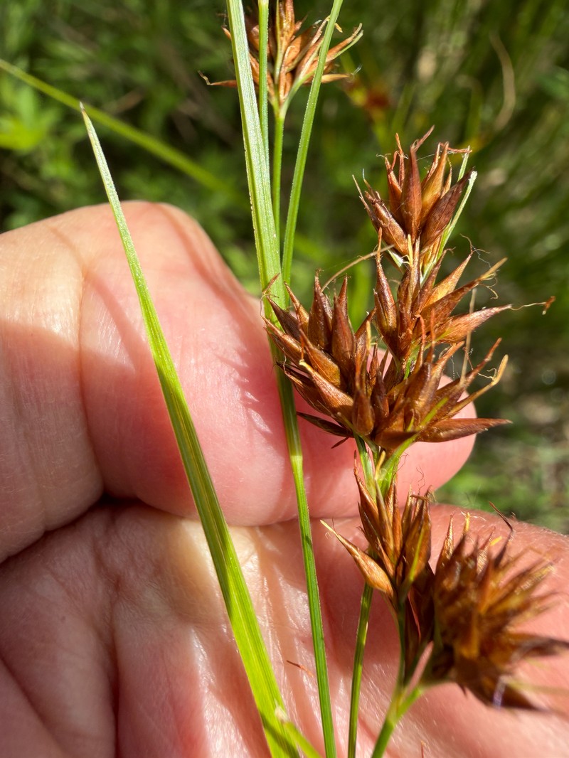 Rhynchospora angusta photo 2