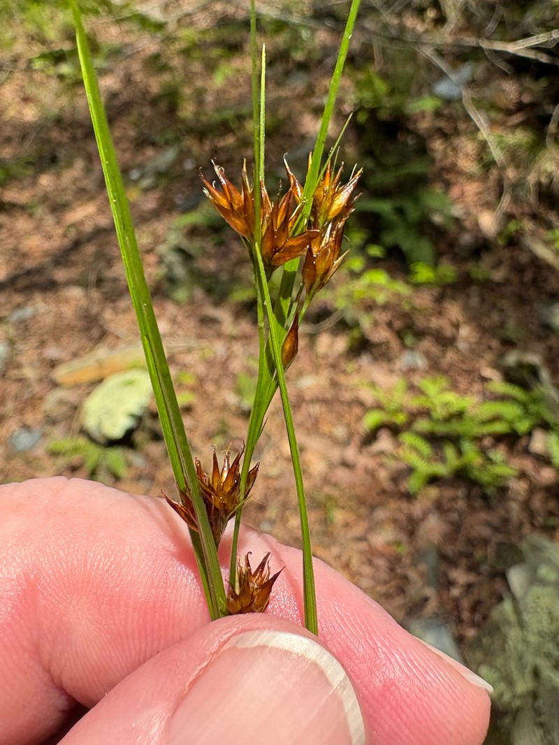 Rhynchospora angusta photo 3