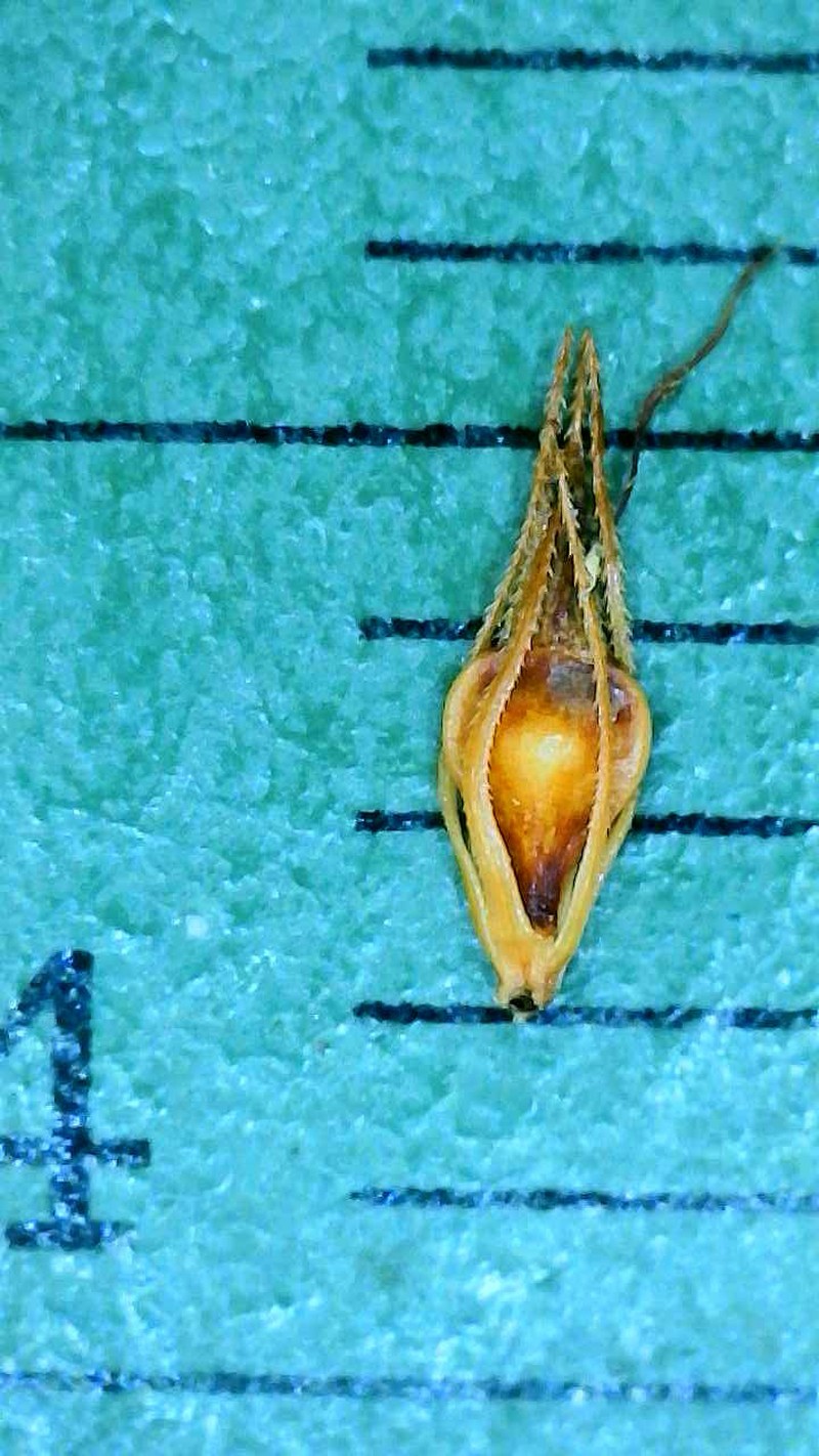 Rhynchospora angusta photo 4