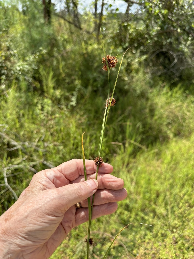 Rhynchospora angusta