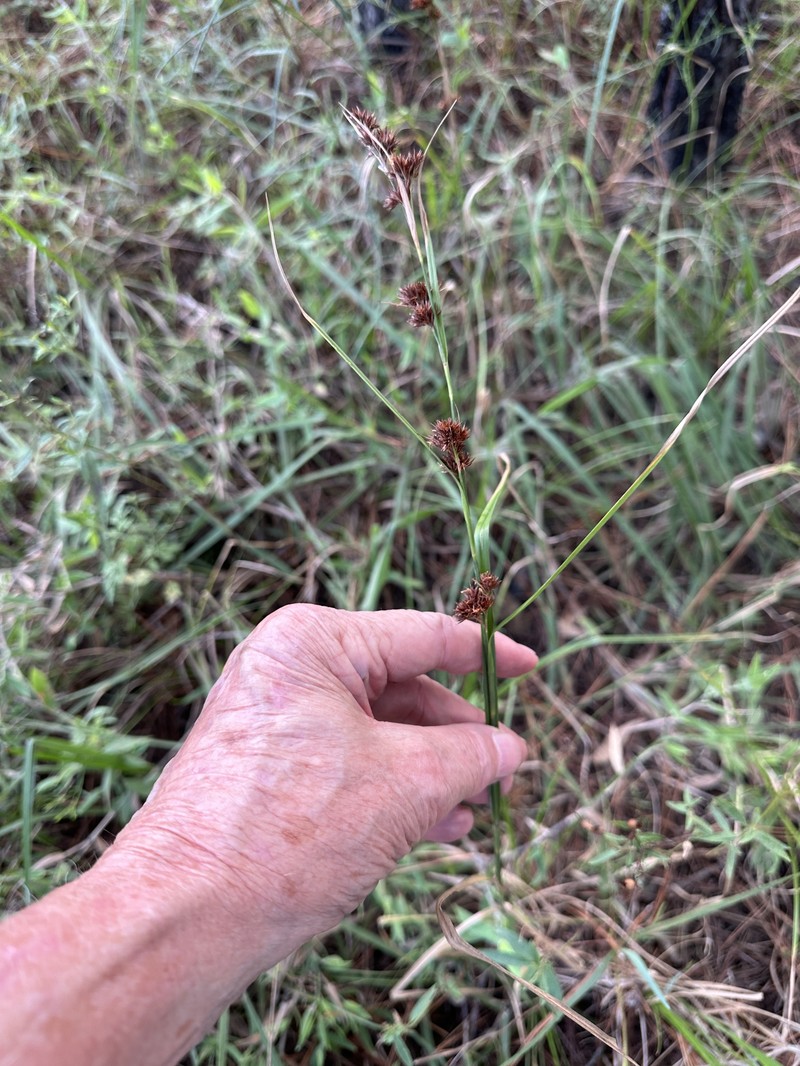 Rhynchospora angusta photo 2