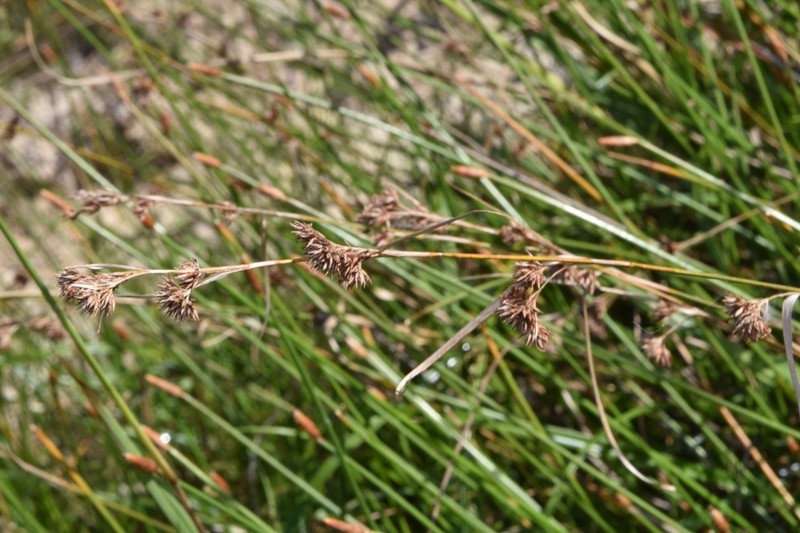 Rhynchospora angusta photo 3