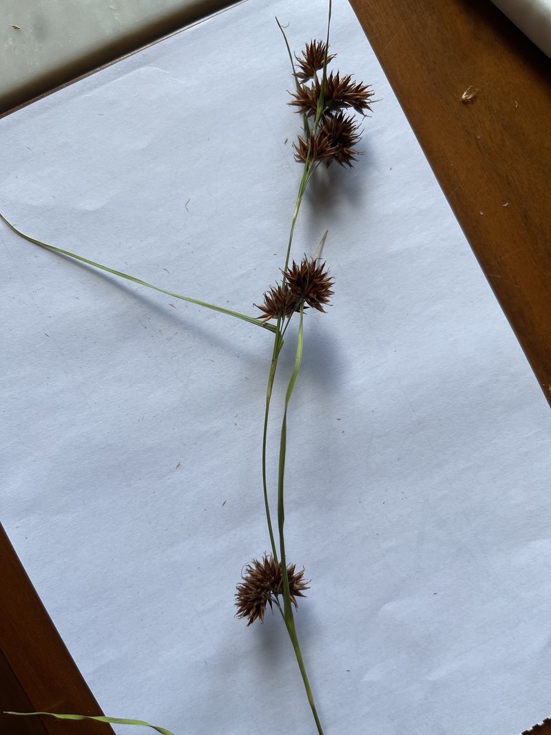 Rhynchospora angusta photo 4