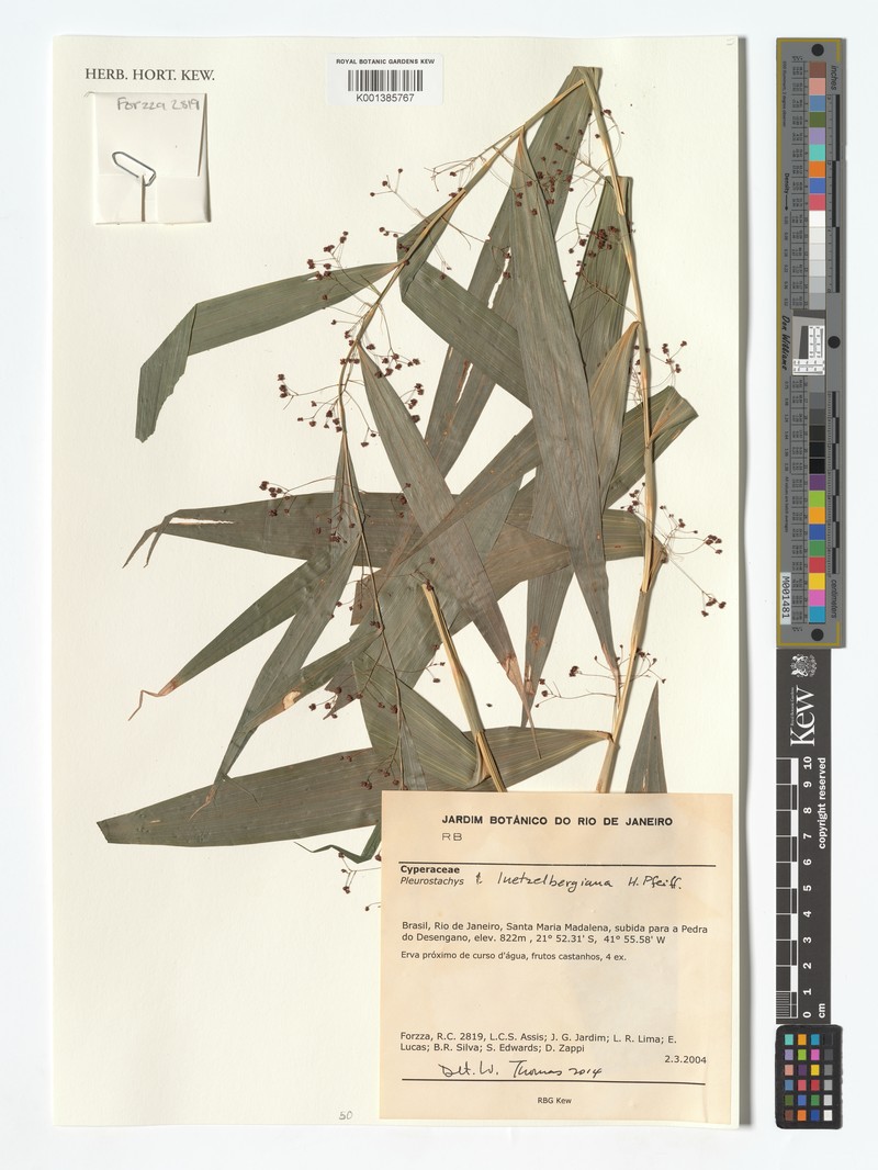 Rhynchospora atlantica