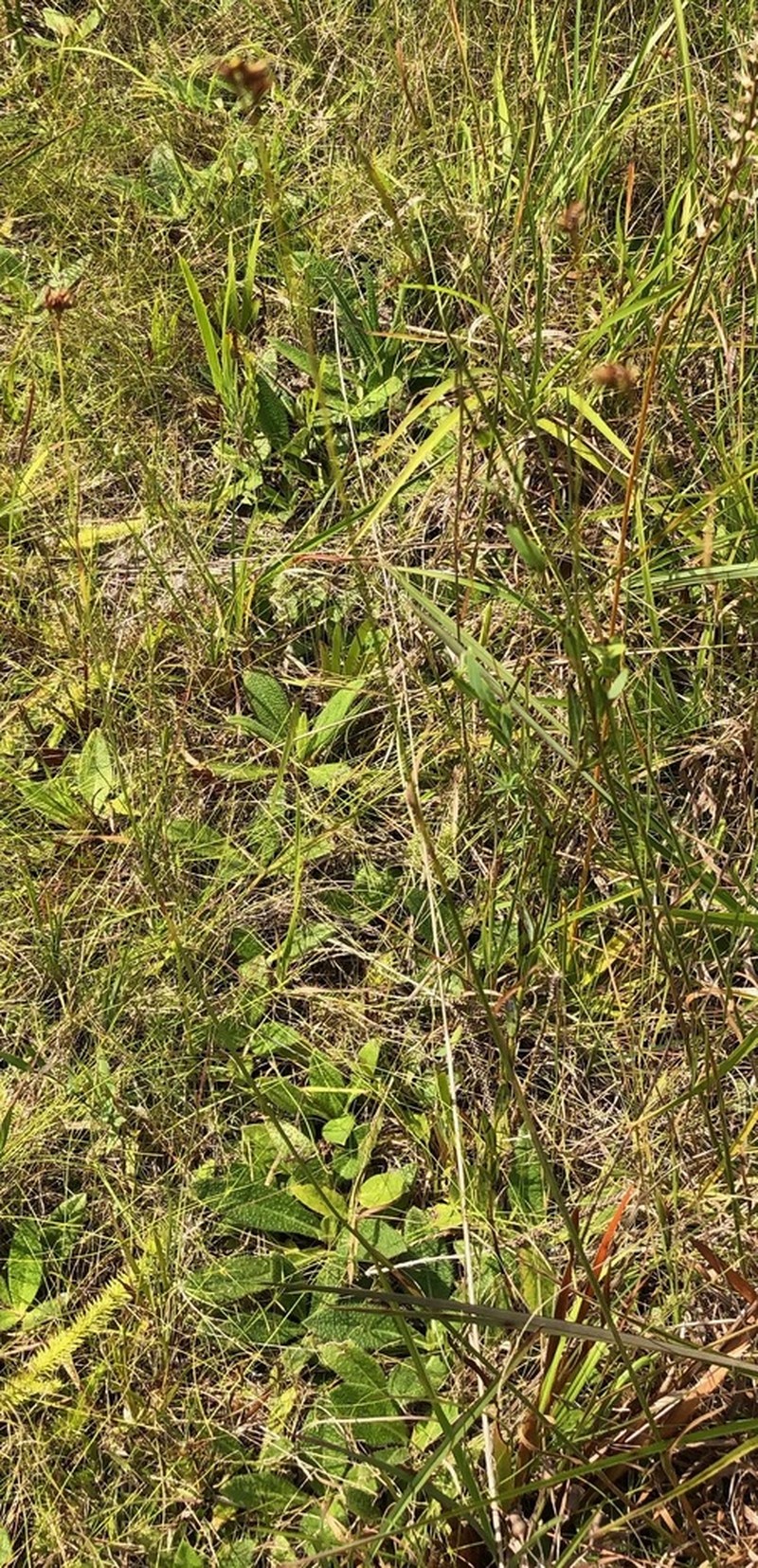 Baldwin's Beaksedge photo 4