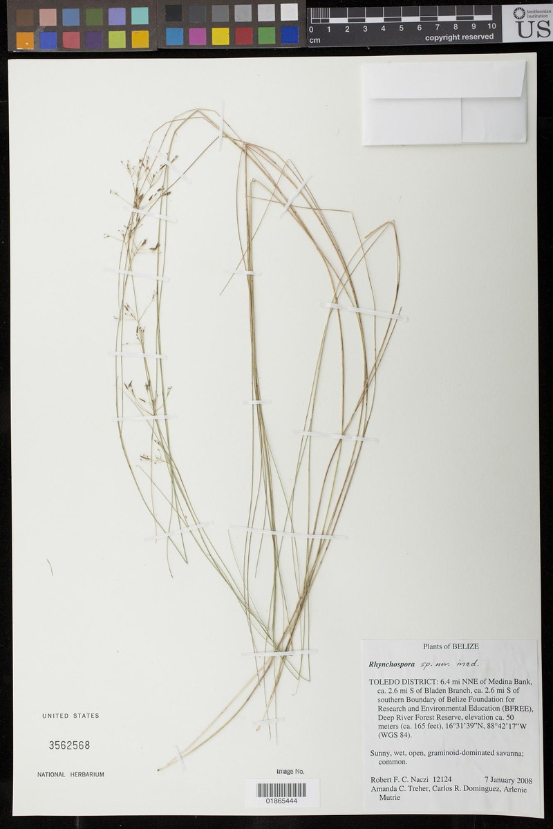 Rhynchospora belizensis photo 2