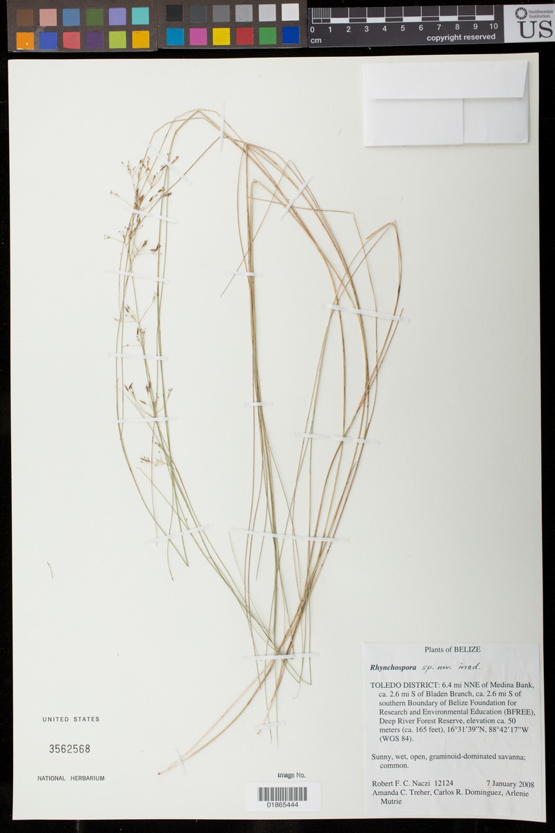 Rhynchospora belizensis