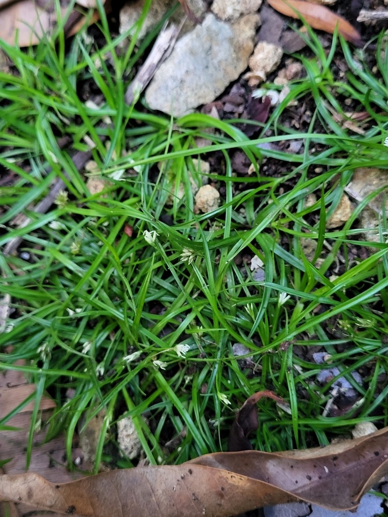 Little Beaksedge photo 6