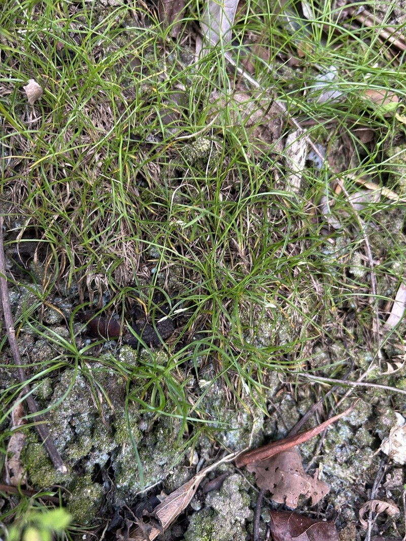 Little Beaksedge photo 7