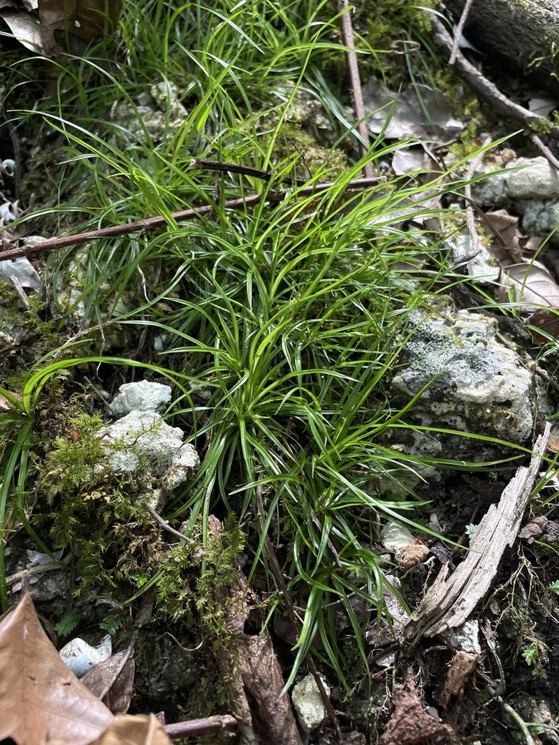 Fairy Beaksedge photo 3