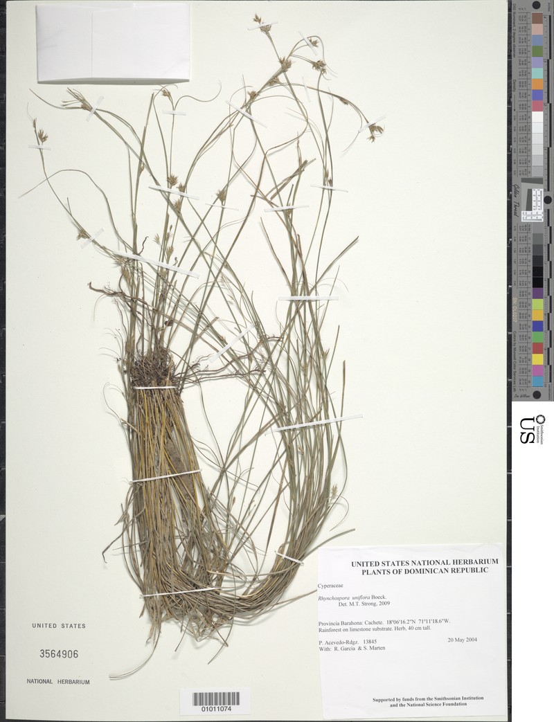 Oneflower Beaksedge