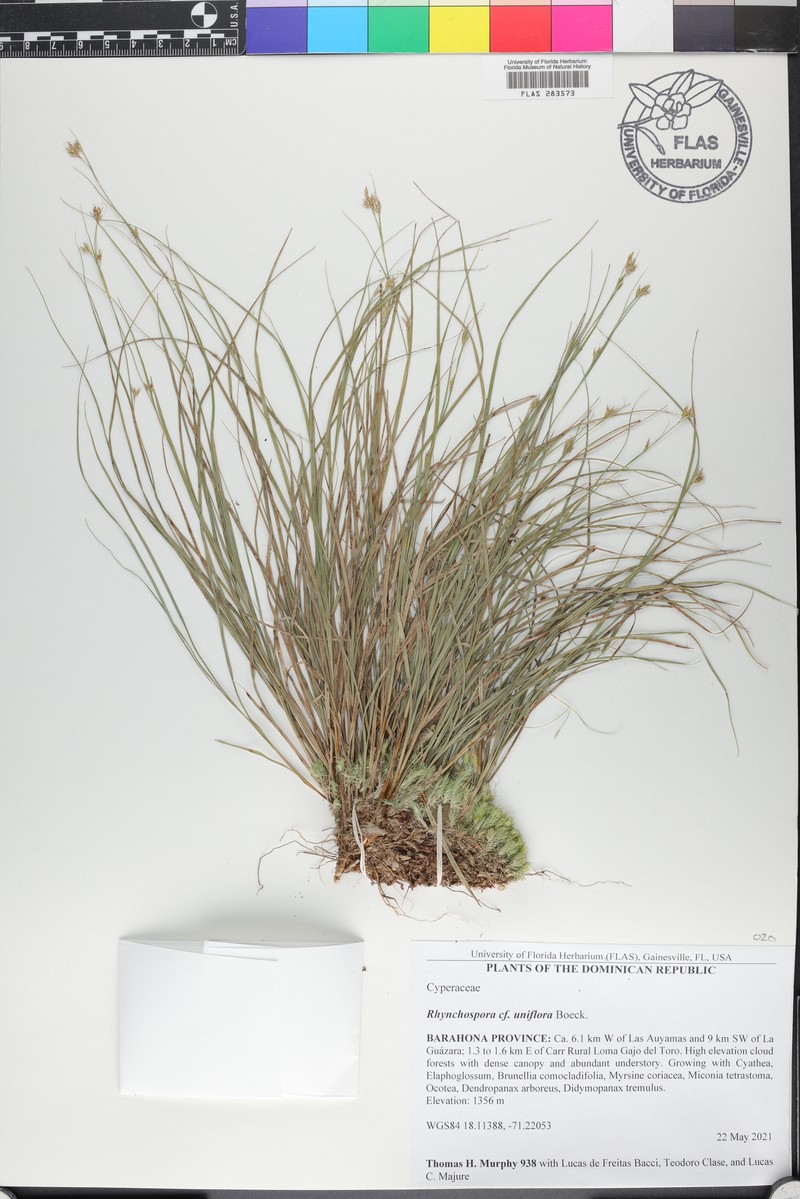 Oneflower Beaksedge photo 3