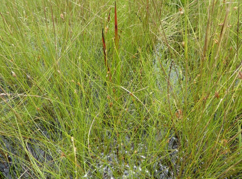 West Indian Beaksedge photo 5