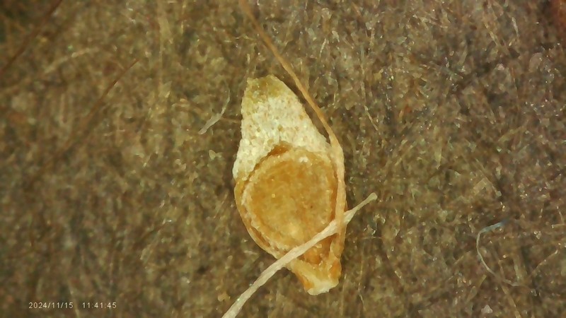 Anglestem Beaksedge photo 3