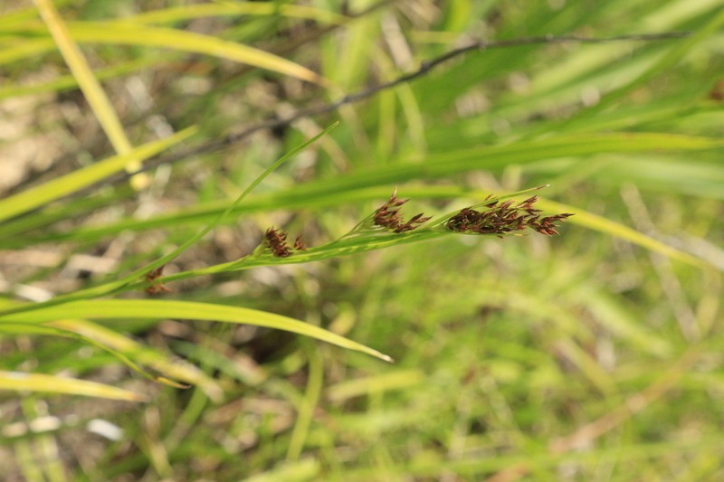 Anglestem Beaksedge photo 6