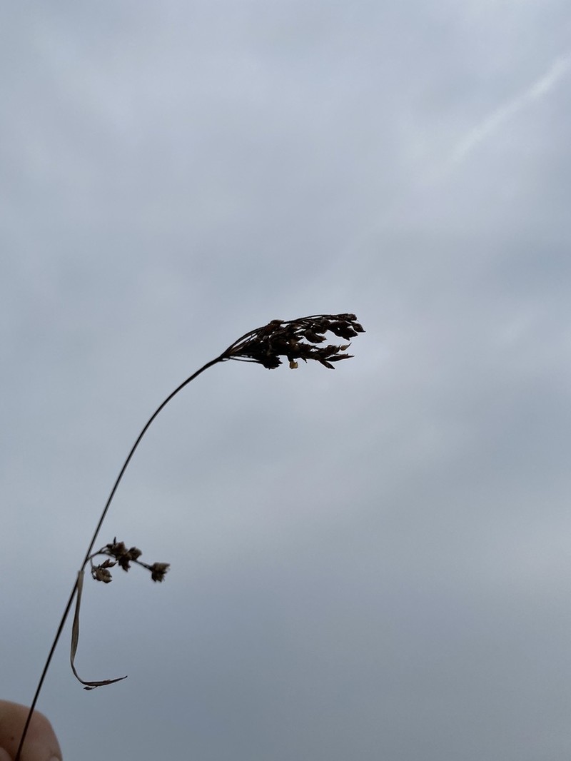 Anglestem Beaksedge photo 8