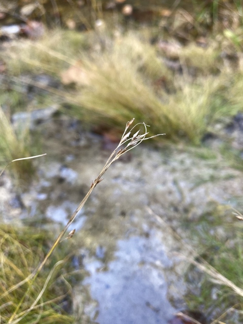 Needle Beaksedge photo 4