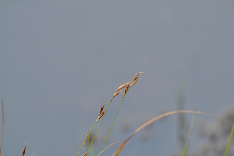 Needle Beaksedge photo 5