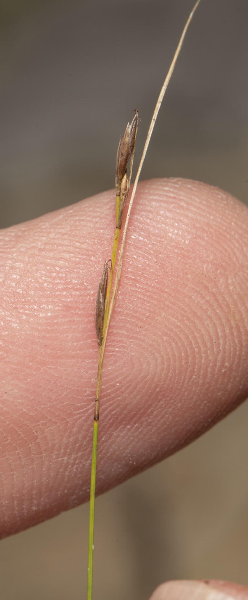 Needle Beaksedge photo 6