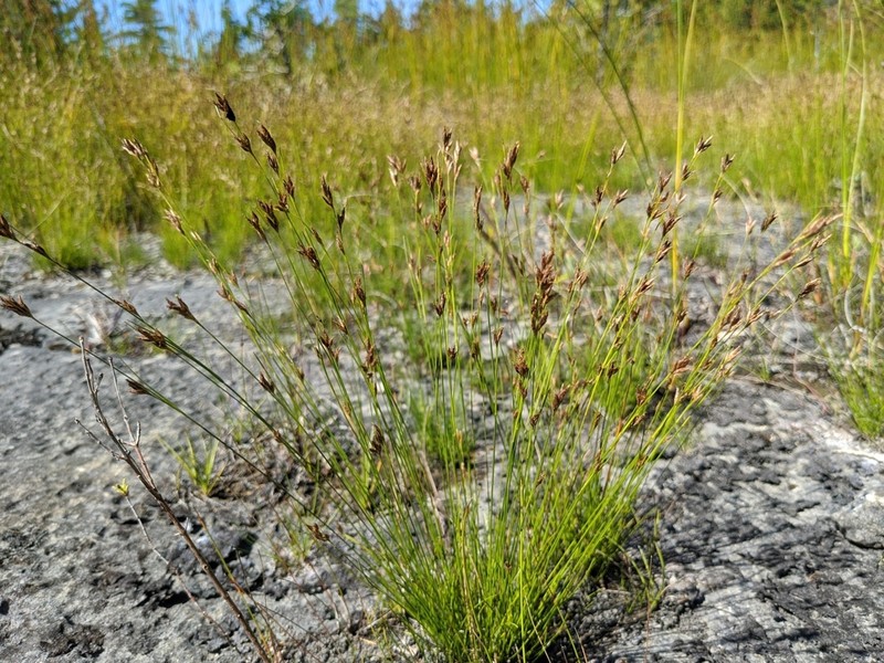 Needle Beaksedge photo 7