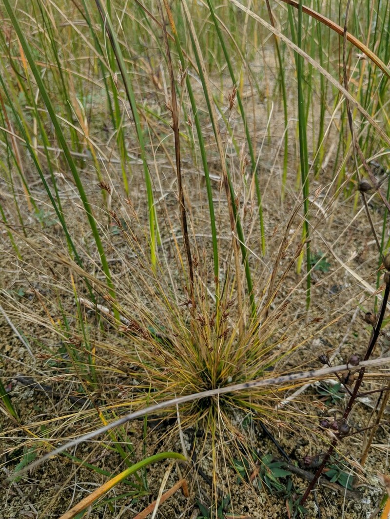 Needle Beaksedge photo 8