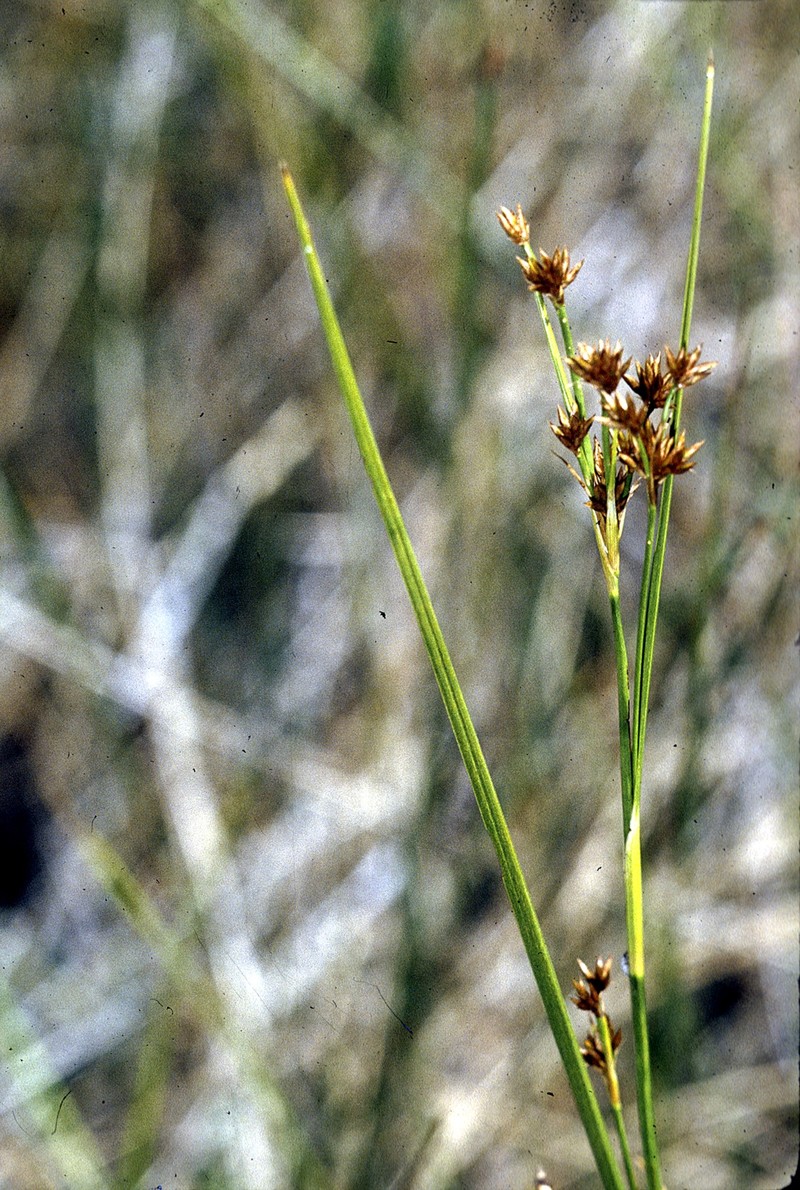 Brownish Beaksedge