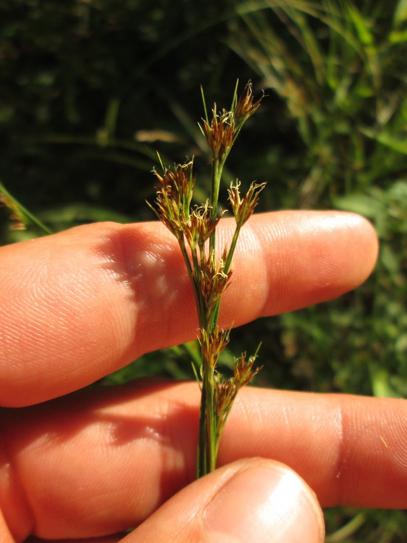 Brownish Beaksedge photo 3