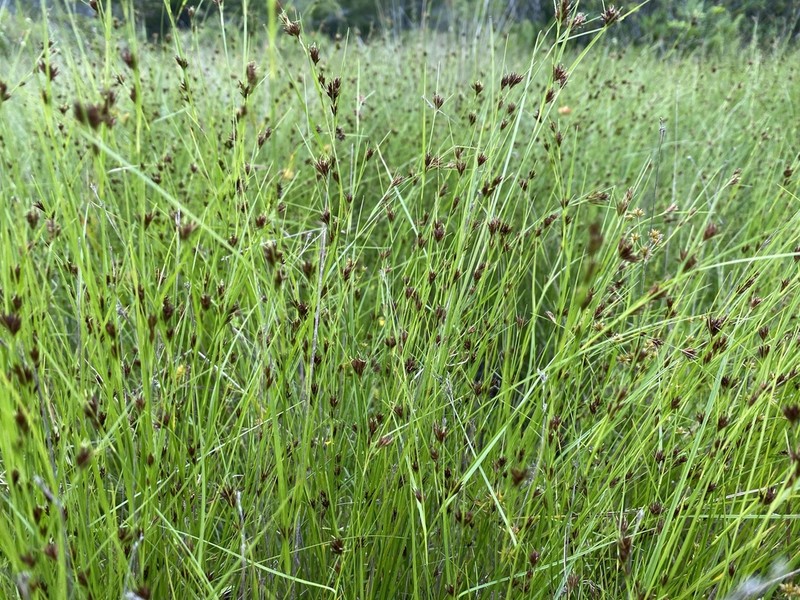 Brownish Beaksedge photo 5