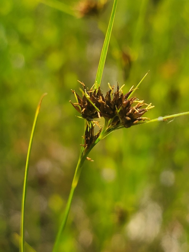 Brownish Beaksedge photo 6