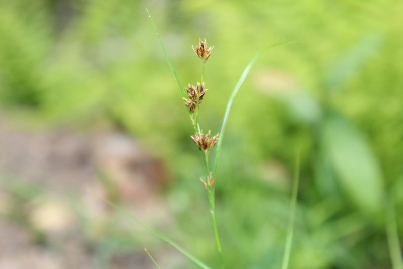 Brownish Beaksedge photo 7