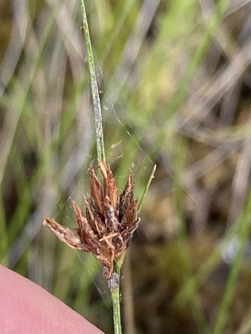 Brownish Beaksedge photo 8