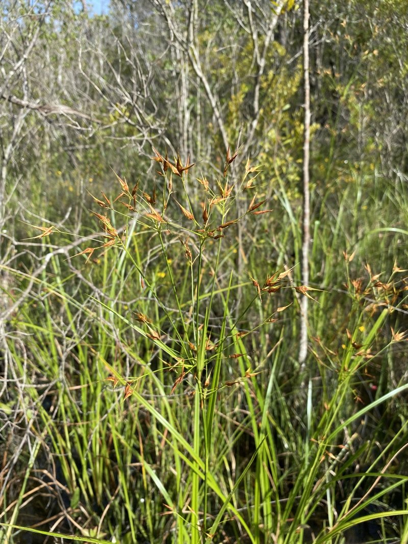 Broadfruit Horned Beaksedge