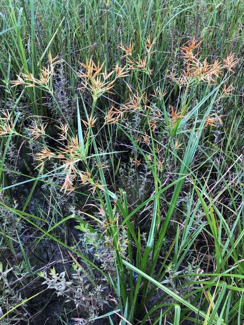 Broadfruit Horned Beaksedge photo 3